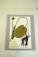 /album/bildgalleri-biologiska-museet-timiryazev/6-herbarieblad-jpg/